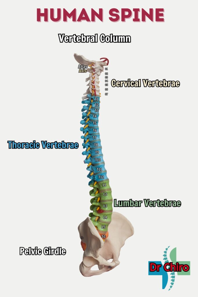 WHAT CHIROPRACTIC TREATES